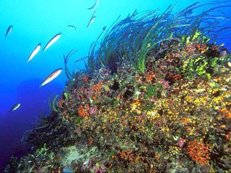 Dalla Posidonia marina più efficienza energetica nella bioedilizia
