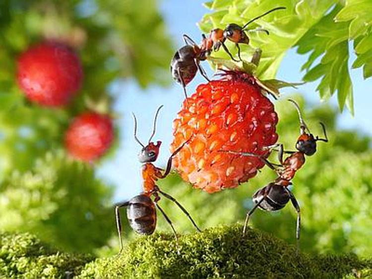 A 'Bugs Life', formiche al lavoro per costruire la loro piccola comunità
