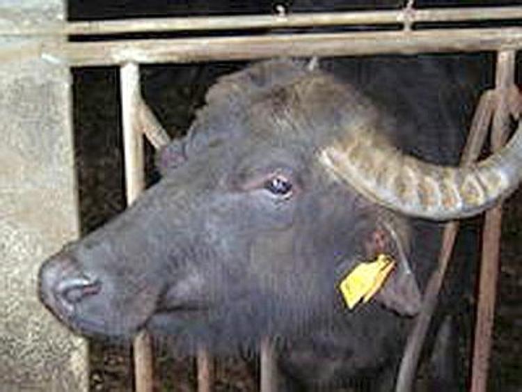 Caserta, scoperto cimitero di bufale in decomposizione: denunciato 64enne