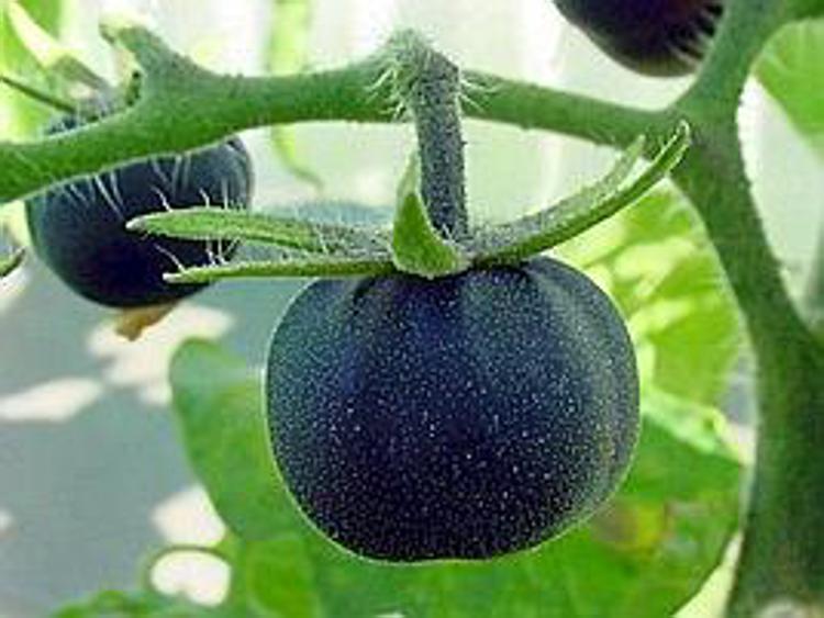 Arriva il 'SunBlack', pomodoro nero ricco di antiossidanti