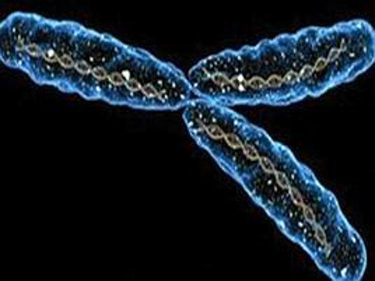 Contrordine, il cromosoma Y non è in via di estinzione