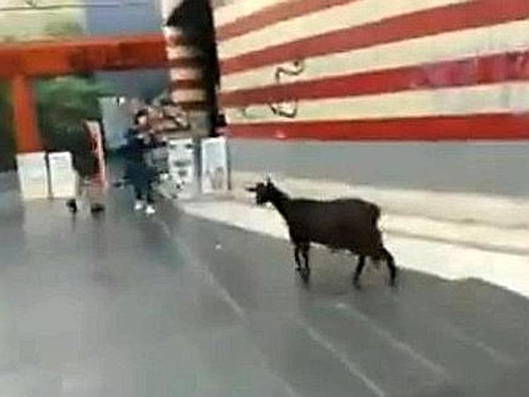 Roma, una capra passeggia tranquilla alla fermata della metro Valle Aurelia