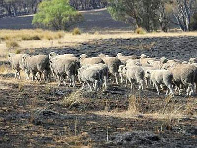 Stragi di ovini in Maremma, nasce un esecutivo contro i predatori