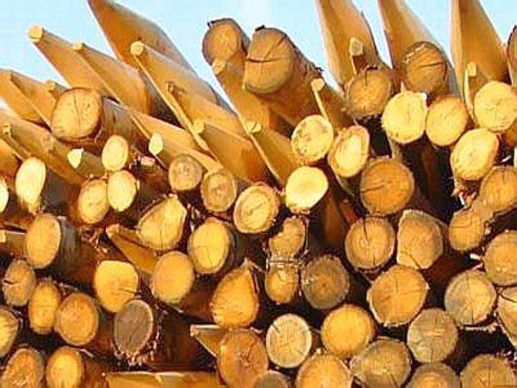 Italia in ritardo sull'applicazione dell''European Union Timber Regulation'