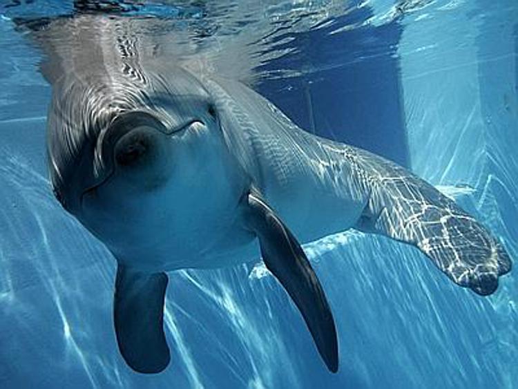 Petizione della Lega antivivisezione italiana contro i delfini-clown
