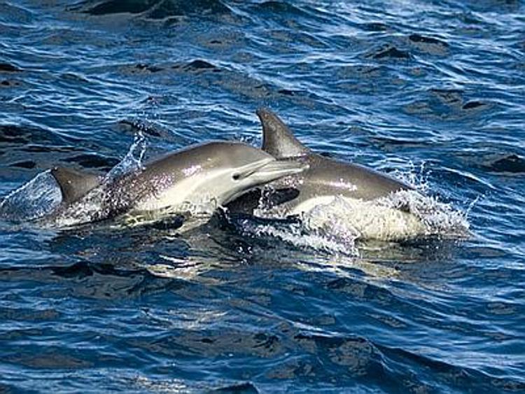 Animali: petizione Lav contro delfini-clown, governo vari legge