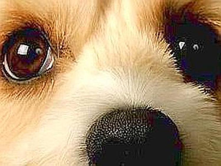 Trieste, 21 indagati per importazione illegale di cani dalla Romania