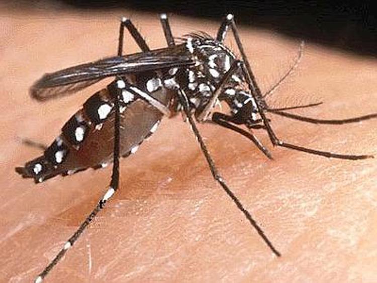Sanita': nazismo studio' impiego zanzare con malaria come arma biologica