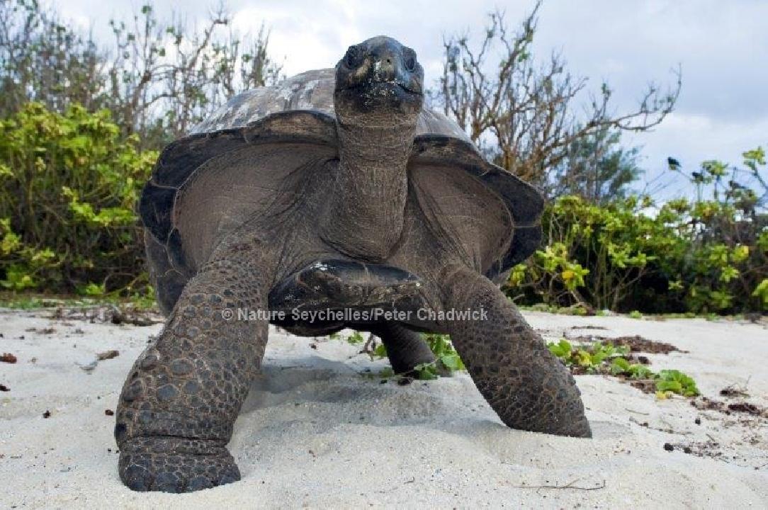 Aldabra Giant Tortoise (Peter Chadwick)