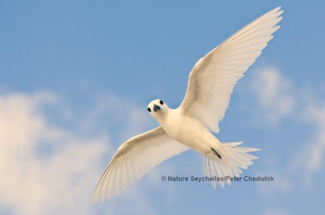 White Tern (Peter Chadwick)