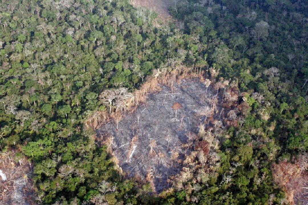 Amazzonia - deforestazione (Wwf)