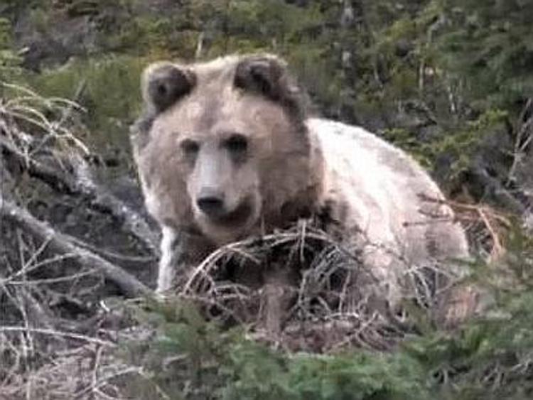 Sull’Appennino 80% di danni in meno per chi usa i recinti salva-orso