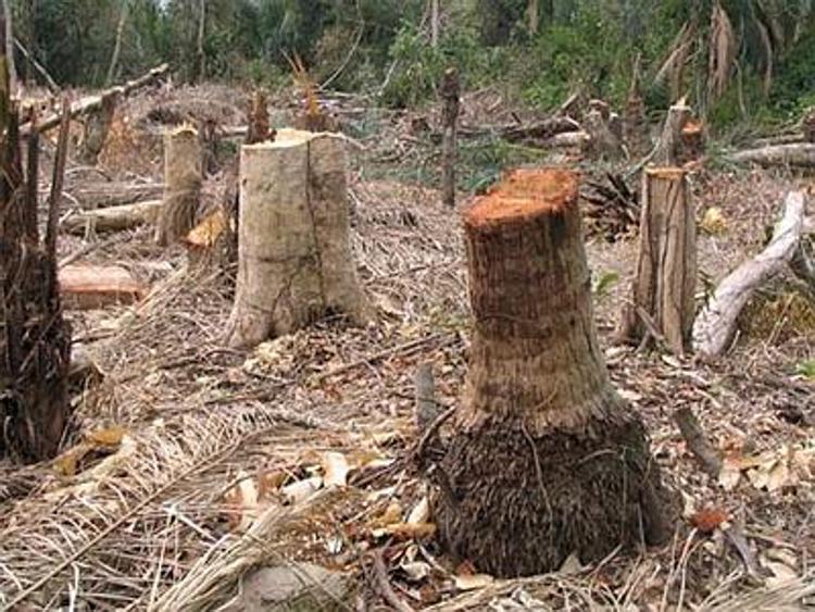 Il gruppo Colgate-Palmolive sostiene la lotta contro la deforestazione