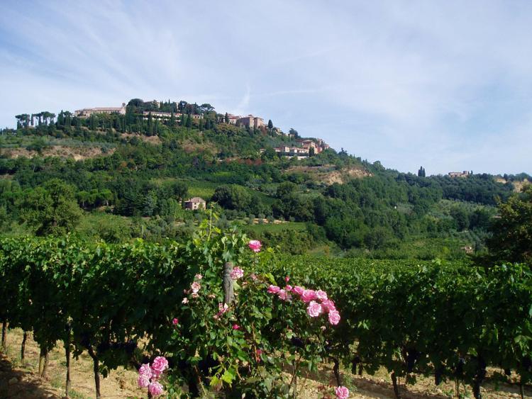 Vino: a Montepulciano il 'Nobile' si vendemmia in 'rosa'