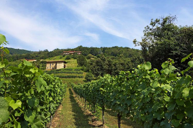 Friuli Venezia Giulia: da Regione 1,2 mln euro per giovani in agricoltura