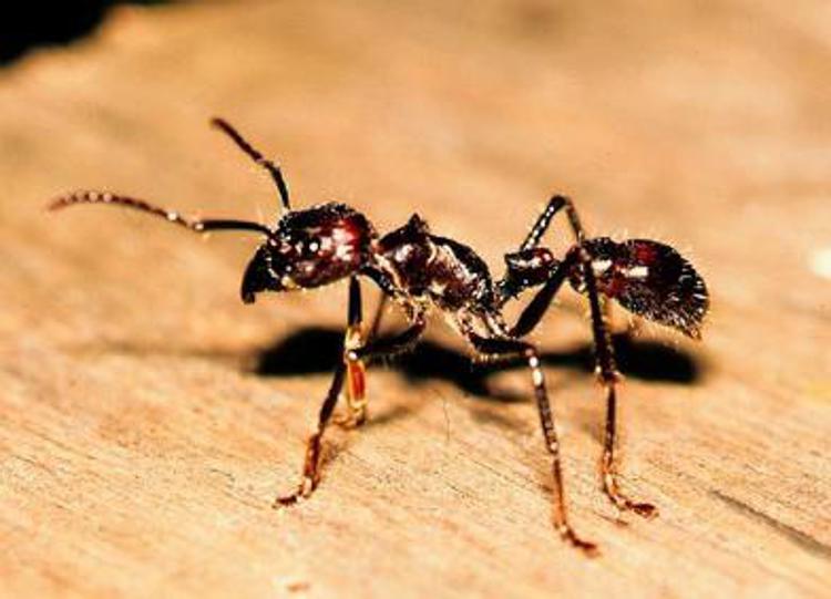Scienza: studio, nella guerra delle formiche vince chi sa attaccare in massa