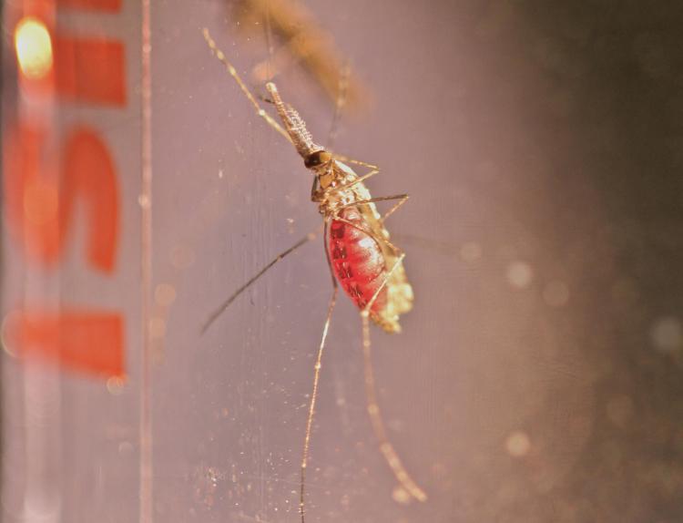 Far ammalare le zanzare per fermare la malaria, la scoperta di un’équipe di ricercatori italiani