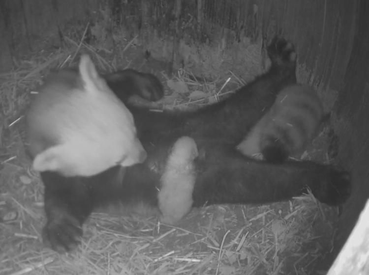 Il piccolo panda rosso mentre viene allattato dalla mamma 