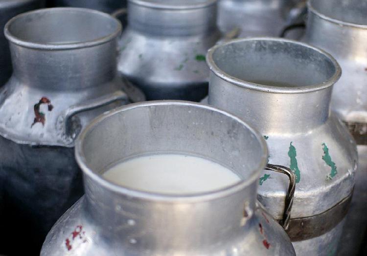 Alimenti: antibiotici nel latte, indagato titolare azienda agricola nel torinese