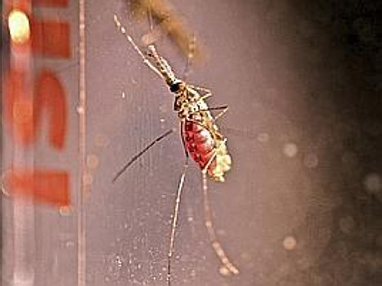 Italiani scoprono come far ammalare le zanzare per fermare la malaria