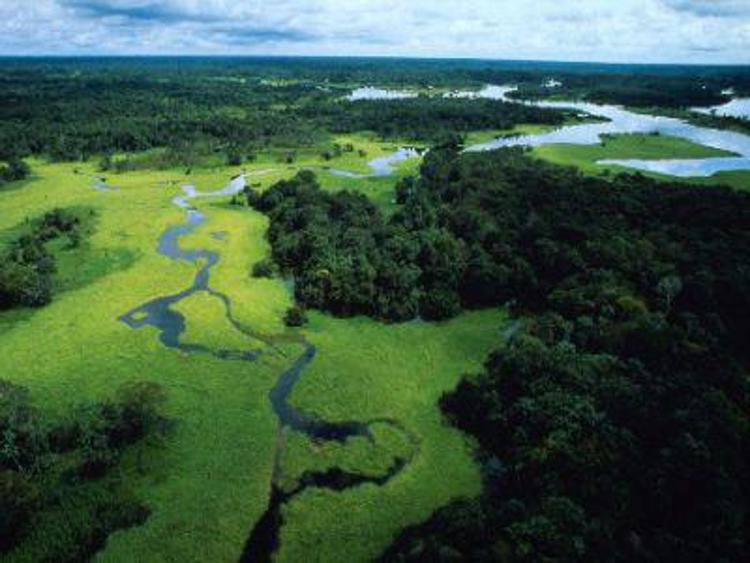 La foresta amazzonica minacciata dalla coltivazione della soia
