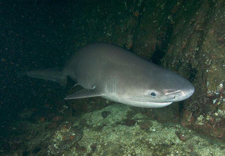 Giglio: grosso squalo trovato morto nelle acque dell'isola
