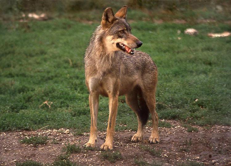 Animali: carcasse di lupi in strada nel materano, avviato monitoraggio