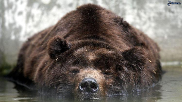Animali: Bioparco Roma, sdegno per morte cucciolo orso in Zoo Berna