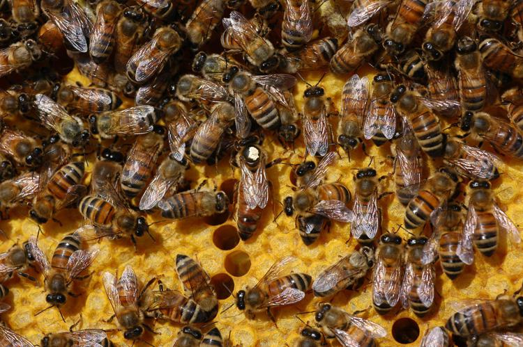 Maltempo: rende amara Italia del miele, -70% produzione