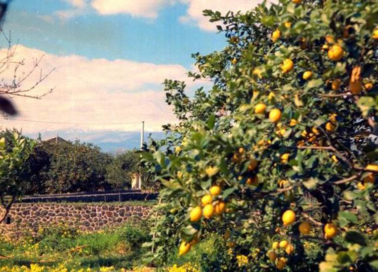 Agricoltura: Coldiretti Calabria, produzione arance buona