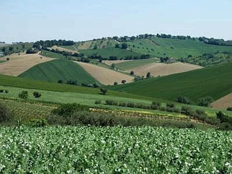 Agricoltura: Gabrielli, Silletti commissario per emergenza uliveti Puglia