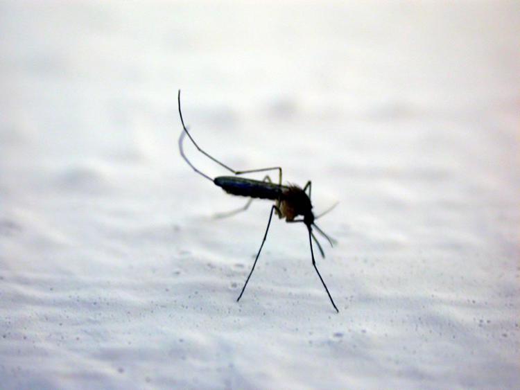 Ricerca: malaria cambia odore corpo in 'profumo' che calamita zanzare