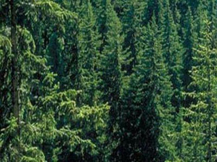 Salute: lo studio, alberi salvano vite umane e riducono problemi respiratori