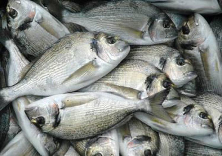 Pesca: Coldiretti, 2 pesci su 3 consumati in Italia provengono dall’estero