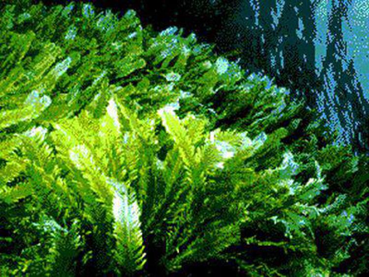 Sostenibilità: arrivano le vernici atossiche delle alghe