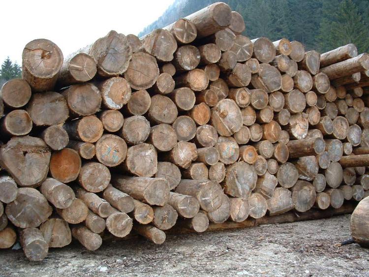 Greenpeace, Italia in ritardo su legno illegale