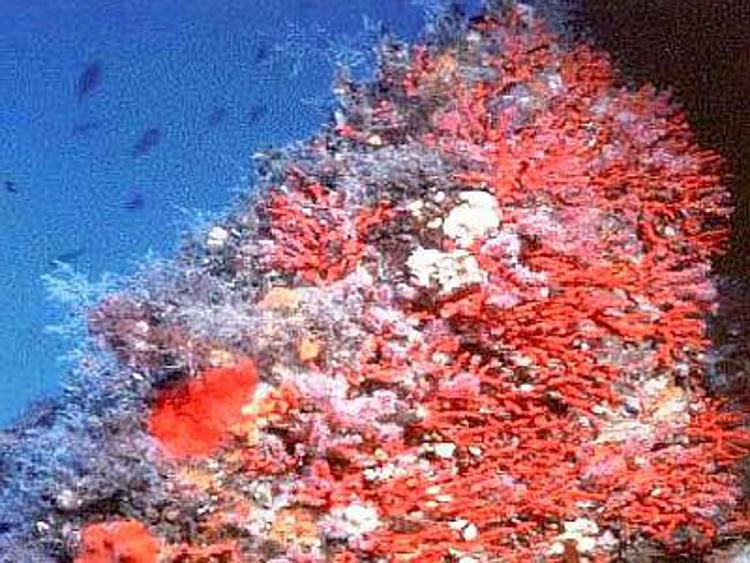 Marina Militare, con Enea mappatura banchi di corallo nel mar ligure
