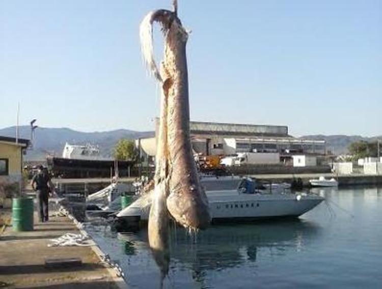 Corigliano Calabro, recuperata la carcassa di uno squalo lungo quattro metri