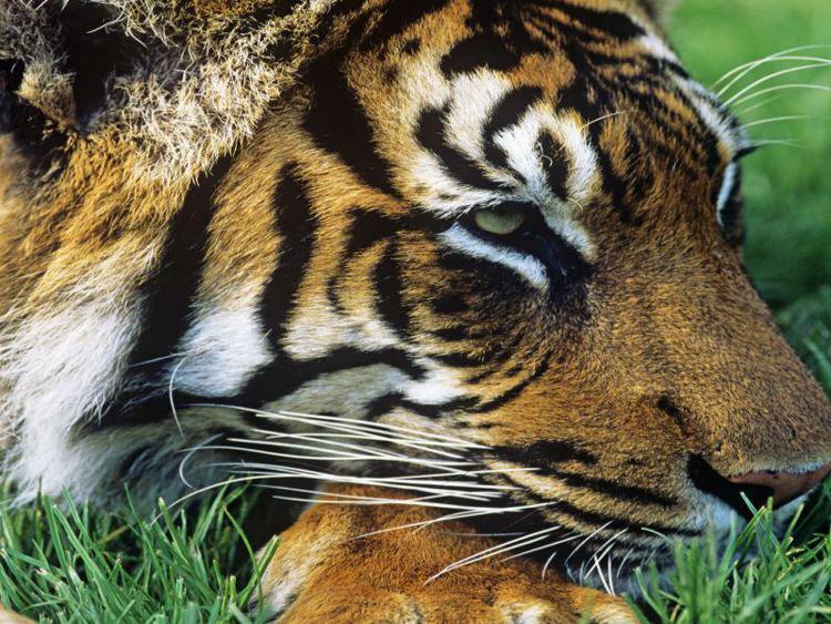 Tigre di Sumatra (© David Lawson / WWF-UK)