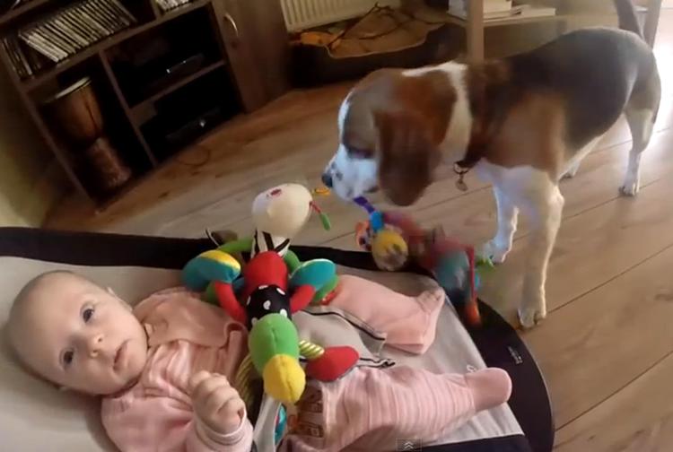 Il beagle e la bambina: le ruba il giocattolo e lei scoppia a piangere. Poi la pace fra i pelouche /VIDEO