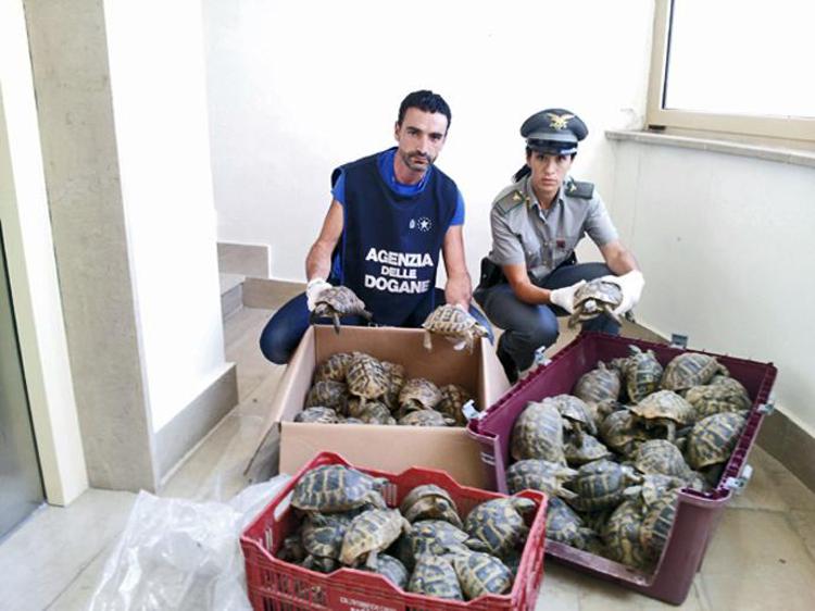 Ancona: sequestrate 17 testuggini protette provenienti dall'Albania