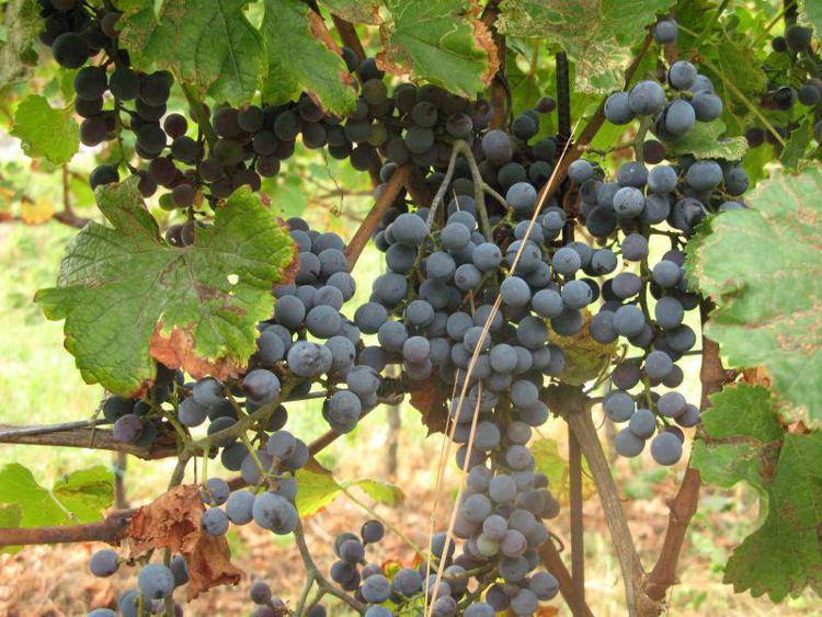 Vino: a Pordenone Fiere al via Rive, al centro viticoltura europea