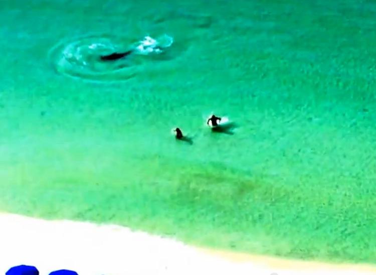 Squalo martello caccia a riva, la fuga terrorizzata di due bagnanti in Florida /VIDEO