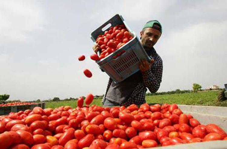 Agricoltura: a San Severo raccolta pomodori gestita da migranti