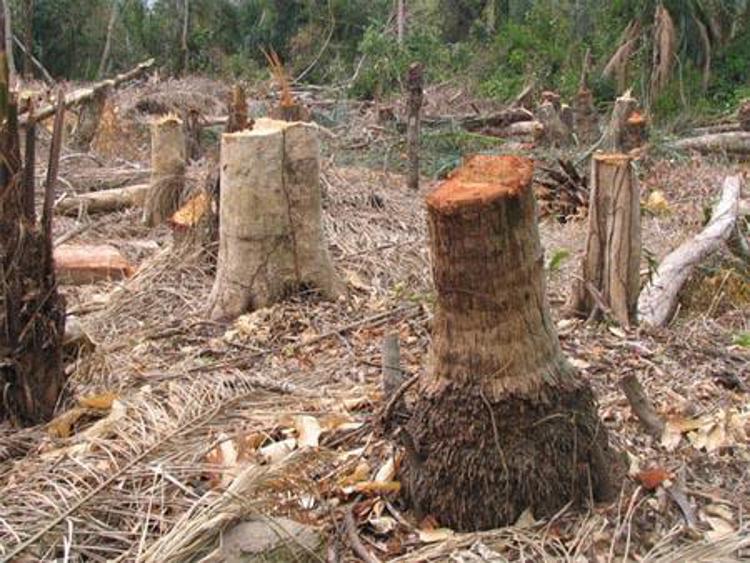 Asia Pulp and Paper verso 'Deforestazione Zero'