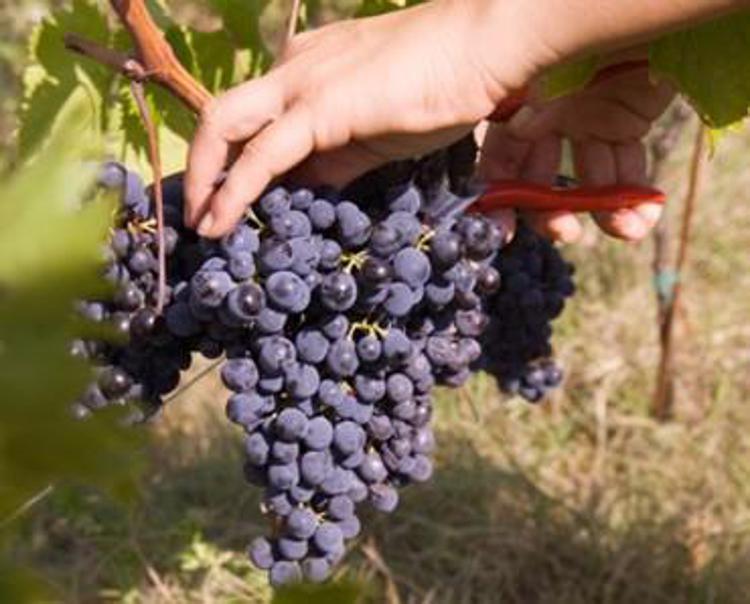 Anno d'oro per il vino Made in Italy, sarà Doc il 40% della vendemmia 2015