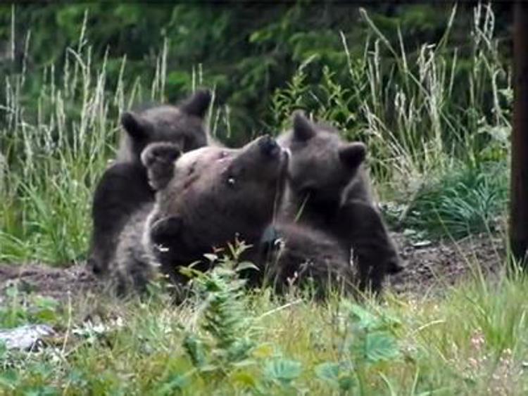 L'orsa Daniza (fermo immagine dal video della provincia autonoma di Trento)