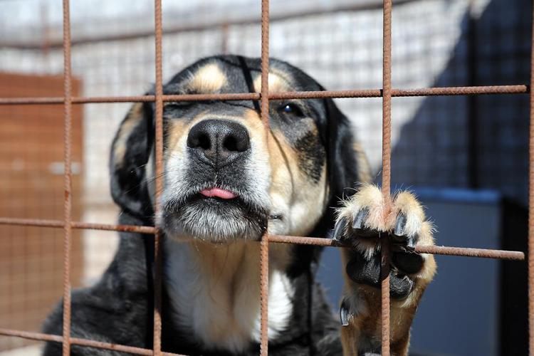 Un cane in gabbia in un canile.