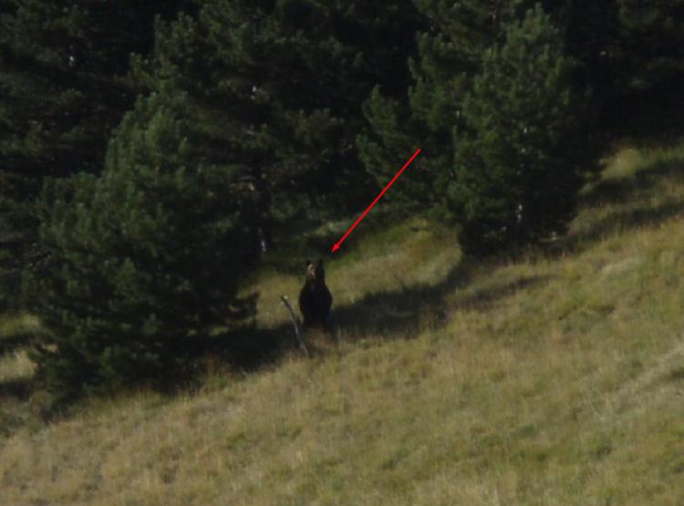 L'orso fotografato dal Corpo forestale di Pescocostanzo appena fuori dal centro abitato