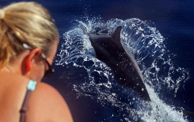 Liberi di vivere da delfini, la doppia sfida degli animalisti: stop agli show, andiamo a osservarli in mare